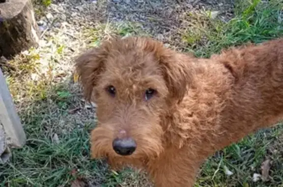Собака найдена на улице Воровского, 19 в Сочи.