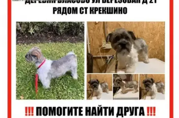 Пропала собака рядом со станцией Крекшино, Москва