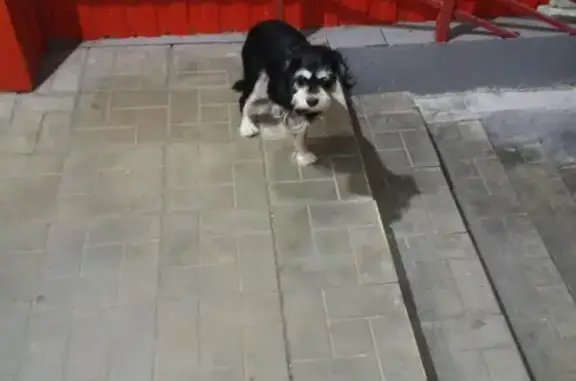 Собака найдена возле Магнита на ул. Лукьяненко, 8.