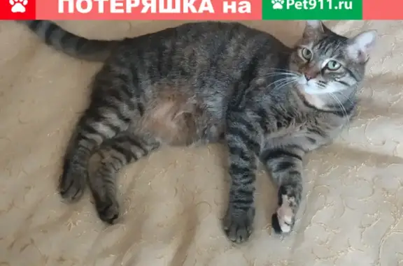 Пропала кошка Марс на Ярмарочной, Чебоксары