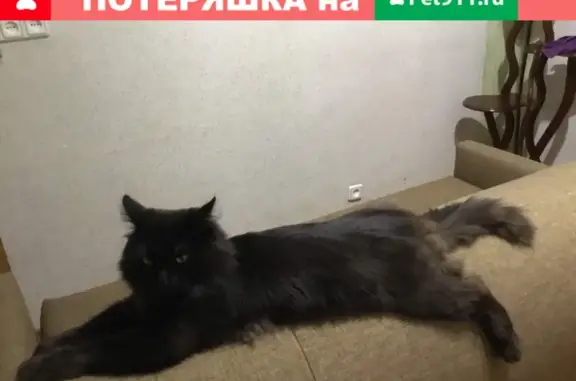 Пропал длинношерстный кот на ул. Суздальской, 6 к1 (Москва)