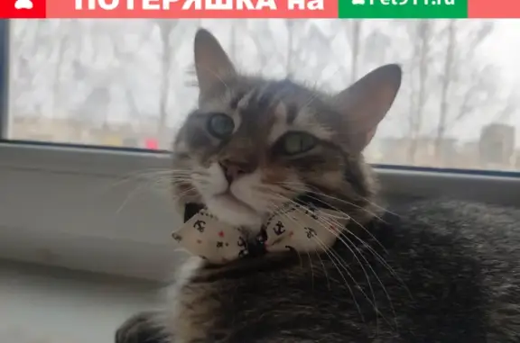 Кошки потеряшки, Ижевск, фото: Потеряшка кошка Кися на Первомайской, Ижевск