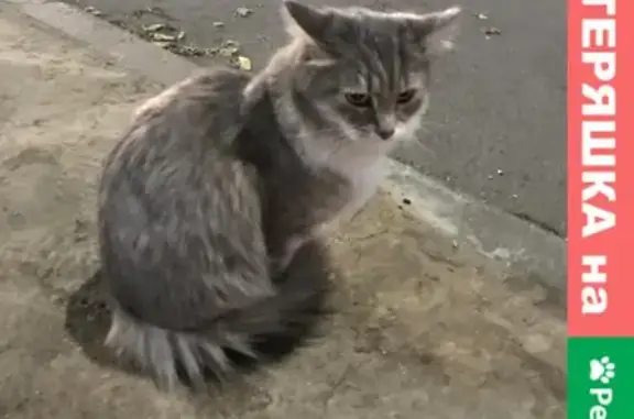 Найдена беременная кошка у д. 16 на Ошарской