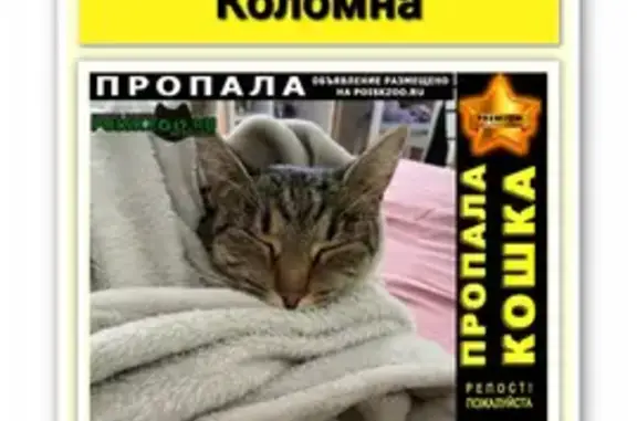 Кошки потеряшки, Коломна, фото: Потеряшка кошка в Барановке без ошейника