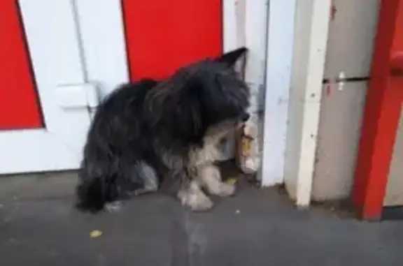 Пропала собака на пр. Гагарина, найдена, нужна помощь