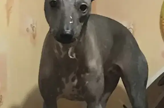 Объявления о пропавших и найденных животных, Ульяновск, фото: Пропала собака на улице Промышленная, Ульяновск