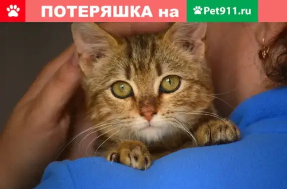 Найдена кошка в Воронеже на улице Остужева
