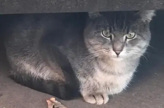 Найдена кошка возле корп. 458 в Зеленограде, обращаться к Наталье