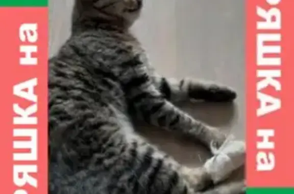 Найдена кошка на улице Борисова, нужен дом