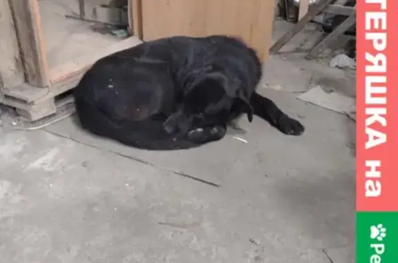 Найдена собака в Ломаносовском р-оне