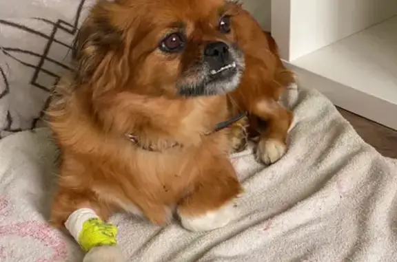 Найдена собака, Ростов-на-Дону, фото: Найдена рыжая собака возле метро, ищу хозяев.