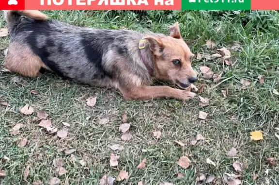 Найдена собака в Октябрьском на пр.25 и 24
