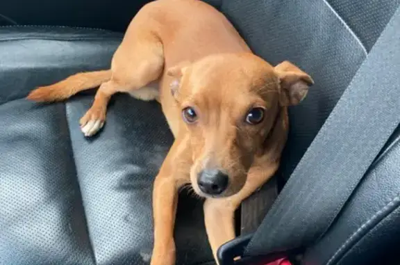 Найдена собака, Калининград, фото: Найден пёс на трассе Вишневое-Вербное, Зеленоградский район