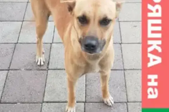 Найдена собака на Ставропольской улице, Краснодар