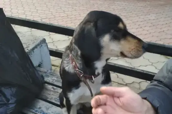 Найдена домашняя собака на ул. Варейкиса, г. Ульяновск