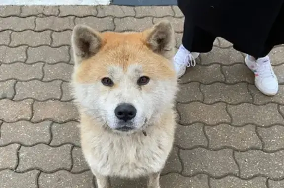 Найдена ручная собака в Химках