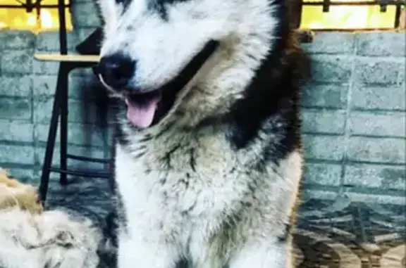 Пропала собака в п. Белозерный СНТ Лотос-1, вознаграждение!