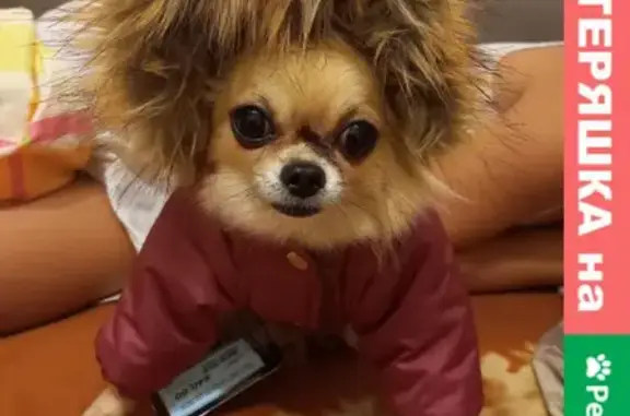 Собаки потеряшки, Нижний Новгород, фото: Потеряшка собака в ЖК КОРАБЛИ, Н. Новгород