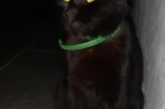 Пропала чёрная кошка на Невельском проезде