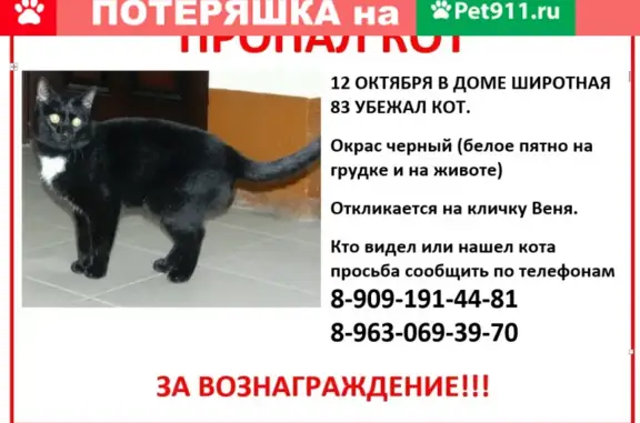 Пропала кошка в районе Сквера Депутатов, адрес для нахождения - Широтная улица, 83, Тюмень.