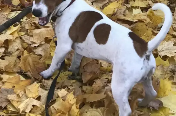 Пропала собака Харди на Варварке, Москва
