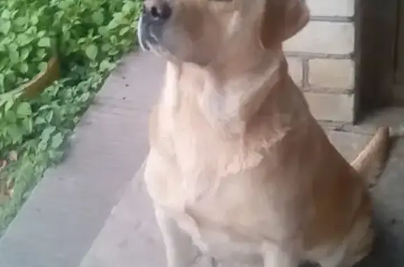 Найдена собака в посёлке Афинский, на передержке в Краснодаре