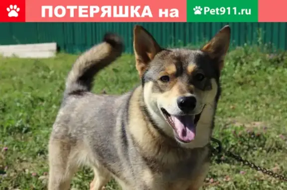 Пропала собака в Волоколамском районе, ищу Чую с красным ошейником.