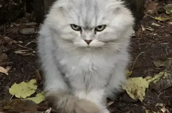 Потерянный домашний кот на Шапошникова, Апрелевка