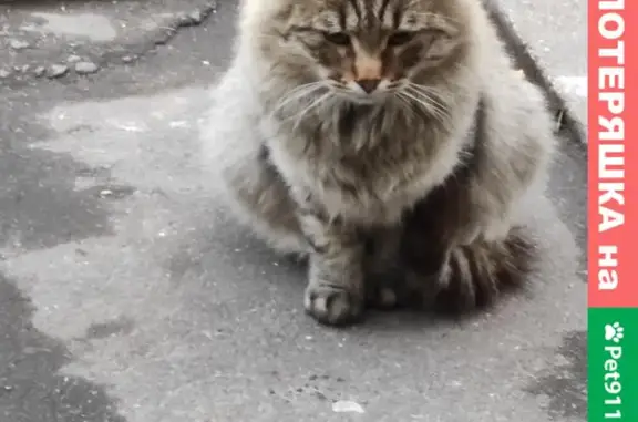 Найдена кошка на Ленинском проспекте