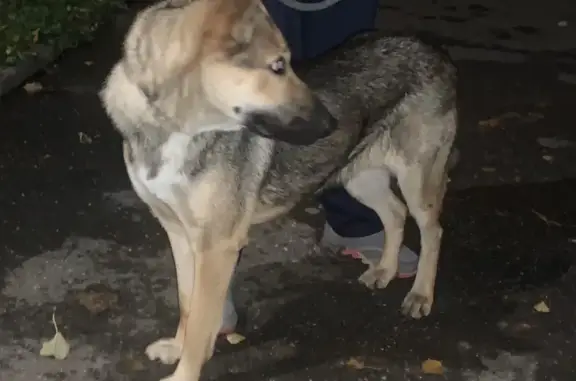 Собака Овчарка найдена на Полярной 26к1, Москва