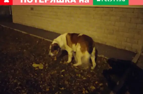 Найдена хромая собака на ул. Маяковского, 2Б