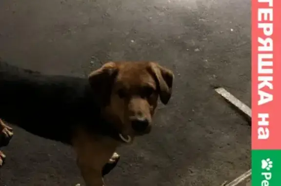 Найдена собака на Эгерском бульваре, 48 в Чебоксарах.