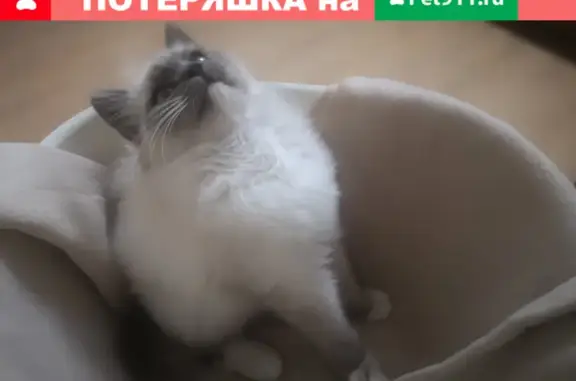 Найден котик в Недостоево, Рязанская область