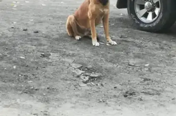 Найдена домашняя собака на Жилой, 7 в Астрахани