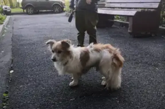 Собака найдена на Дворцовой площади.