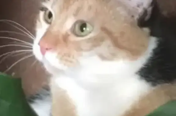 Собаки потеряшки, деревня Новосаратовка, фото: Потеряшка собака Чара в Новосаратовке