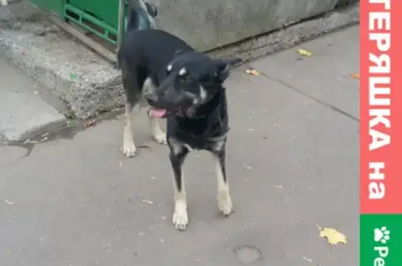 Собака найдена на ул. Сталеваров, Москва