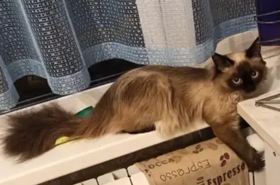 Потерянные животные Курган, фото: Пропал котик на ул. Баумана, пос. Северный, вознаграждение.