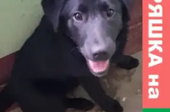 Найден щенок на Тепличной улице, Подольск