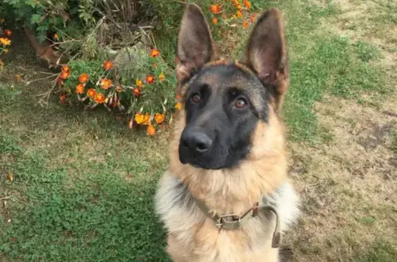 Собаки потеряшки, Нижний Новгород, фото: Потеряшка кобель 