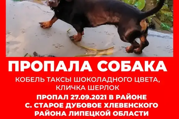 Собаки потеряшки, Липецк, фото: Потеряшка собака возле автозаправки 