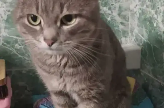 Кошки потеряшки, Воронеж, фото: Потеряшка кошка Джек на улице Остужева (Воронеж)