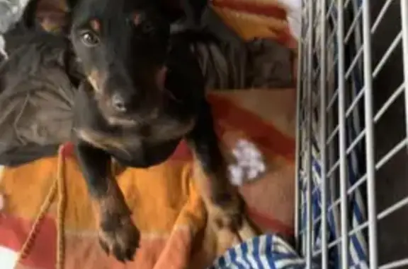 Собаки потеряшки, Краснодар, фото: Потеряшка щенок ягтерьера на ул. Лизы Чайкиной, Краснодар