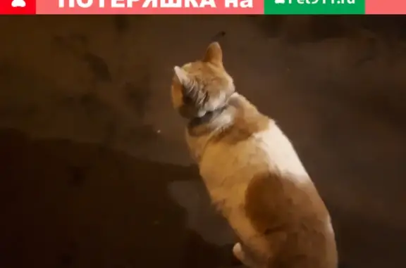 Пропала кошка на улице Академика Хохлова, Москва