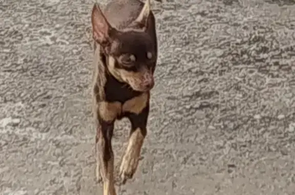 Пропала собака Дина в Бескудниково, вознаграждение 10000