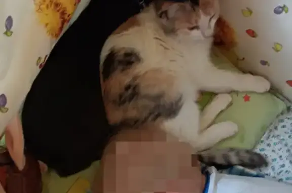 Пропала кошка Фиса на ул. Гагарина, 25 в Рыбинске