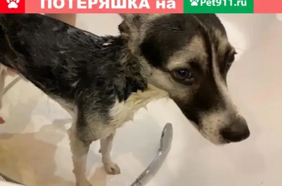 Пропала собака Мальчик в Москве, метро Черкизовская