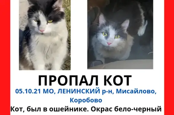 Пропал кот Тайсон в Москве, вознаграждение гарантировано!