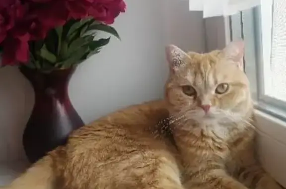 Кошки потеряшки, Казань, фото: Потеряшка кошка на Газовой улице, Казань