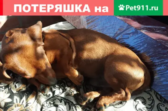 Собака таксы найдена на Дружиновском переулке, 35